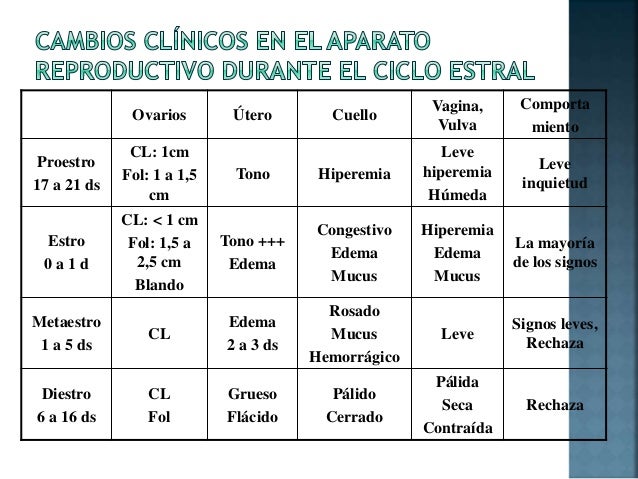 ciclo estral de los conejos